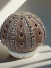 Sea Urchin Candle Holder - Serene Natural Tone