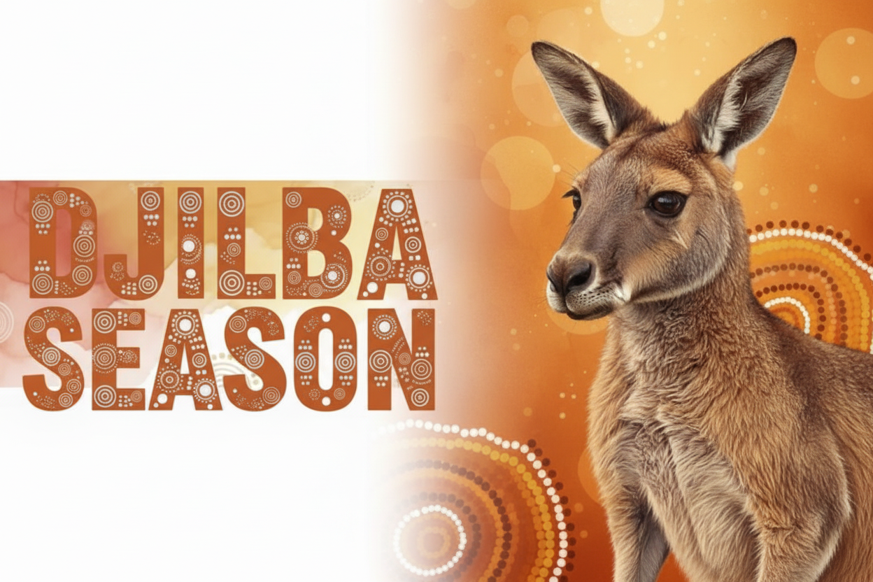 Djilba Season with Kangaroo